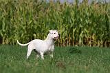 DOGUE ARGENTIN 344